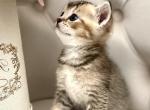 TICA Charlie Golden Boy - British Shorthair Kitten For Sale - Tacoma, WA, US