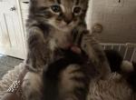 Siamese Maine coon mix litter - Siamese Kitten For Sale - Boston, MA, US