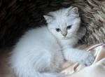 Affectionate Blue point Scottish straight girl - Scottish Straight Kitten For Adoption - Brooklyn, NY, US