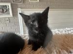 Black Siamese - Domestic Kitten For Sale - Boston, MA, US