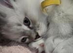 Mira mitted blue lynx - Ragdoll Kitten For Sale - Winchester, VA, US