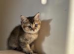 Scottish straight Tabby girl - Scottish Straight Kitten For Adoption - Brooklyn, NY, US