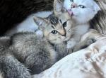 Tabby Scottish straight boy - Scottish Straight Kitten For Sale - Brooklyn, NY, US