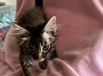 Genettas Daisy & Duncan - Bengal Kitten For Sale - FL, US