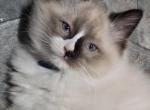 Minthys mitted seal with blaze - Ragdoll Kitten For Sale - Winchester, VA, US