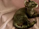 Eve & Ella - Minskin Kitten For Sale