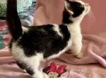 Emmy - Munchkin Kitten For Sale - FL, US