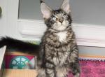 Blue Eye Boy - Maine Coon Kitten For Sale - Johns Creek, GA, US