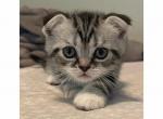 Xenos - Scottish Fold Kitten For Sale - Angier, NC, US
