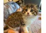 Winslet - Scottish Fold Kitten For Sale - Angier, NC, US