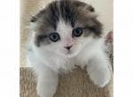 Wisteria - Scottish Fold Kitten For Sale - Angier, NC, US