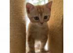 Xion - Scottish Straight Kitten For Sale - Angier, NC, US