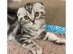 Xane - Scottish Fold Kitten For Sale - Angier, NC, US