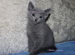 Russian Blue Kittens - Russian Blue Kitten For Sale - Springfield, OH, US