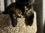 Freya - Domestic Cat For Sale - Newport News, VA, US