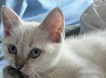 Blue point Blue eyes boy - Scottish Straight Kitten For Sale - Brooklyn, NY, US