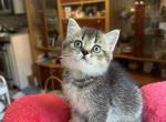 Scott 1 - Scottish Straight Kitten For Sale - 