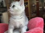 Jess 1 - Scottish Straight Kitten For Sale - 