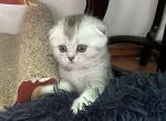 Jess 2 - Scottish Fold Kitten For Sale - 