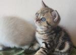 Marble male kitten - Scottish Straight Kitten For Sale - Brooklyn, NY, US
