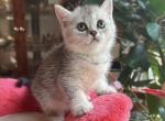 Jess 1 - Scottish Straight Kitten For Sale - Brooklyn, NY, US