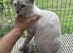 Blitz - Bengal Kitten For Sale - De Leon Springs, FL, US