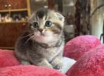 Jess 3 - Scottish Fold Kitten For Sale - Brooklyn, NY, US