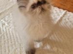 cooper - Persian Kitten For Sale - 