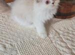 khloe - Persian Kitten For Sale - 