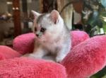 Scott 2 - Scottish Straight Kitten For Sale - Brooklyn, NY, US