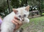Snow boy - Bengal Kitten For Sale - De Leon Springs, FL, US