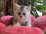 Scott 2 - Scottish Straight Kitten For Sale - New York, NY, US