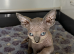 Bella & Fern - Sphynx Kitten For Sale - Corpus Christi, TX, US