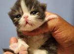 Beast - Persian Kitten For Sale - Yonkers, NY, US