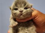 Belle Gray persian - Persian Kitten For Sale - Yonkers, NY, US