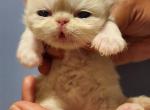Lumiere - Persian Kitten For Sale - Yonkers, NY, US