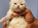 Chip - Persian Kitten For Sale - Yonkers, NY, US