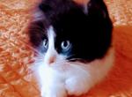 Lyla - Maine Coon Kitten For Sale - Oklahoma City, OK, US