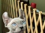 Elf - Sphynx Kitten For Sale - Manchester, NH, US