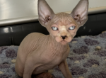 Bella and fern - Sphynx Kitten For Sale - Corpus Christi, TX, US