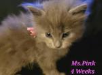 Nebelung Russian Blue Kittens - Nebelung Kitten For Sale - Fayetteville, NC, US