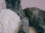 Lara Polydactyl - Maine Coon Kitten For Sale - Miami, FL, US
