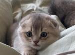 Sky - Scottish Fold Kitten For Sale - Los Angeles, CA, US