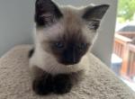 Full Seal Point Siamese - Siamese Kitten For Sale - Gurnee, IL, US