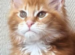 Sunny - Maine Coon Kitten For Sale - Lanoka Harbor, NJ, US