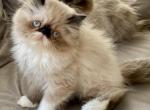 Lovey - Himalayan Kitten For Sale - Middleborough, MA, US