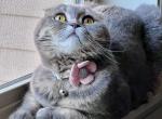 Nala - Scottish Fold Cat For Sale - Happy Valley, OR, US