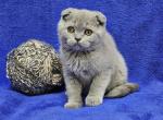 Brown - Scottish Fold Kitten For Sale - Bridgewater, VA, US