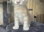 Maine coons - Maine Coon Kitten For Sale - Los Angeles, CA, US