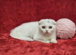 Pink - Scottish Fold Kitten For Sale - Bridgewater, VA, US